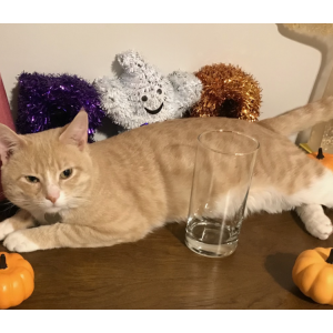 Lost Cat Pumpkin