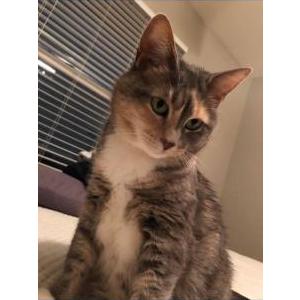 Lost Cat Olive