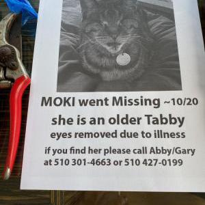 Lost Cat Moki