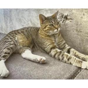 Lost Cat Tommy