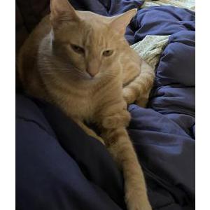 Lost Cat Lumpkin -OrangeTabby