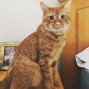 Lost Cat Queso