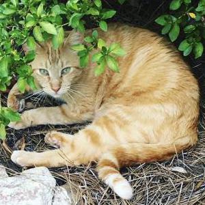 Image of Wally, Lost Cat