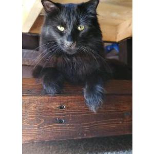 Lost Cat Link