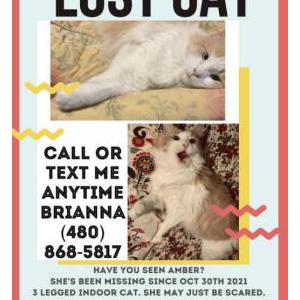 Lost Cat Amber