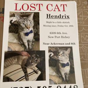 Lost Cat Hendrix