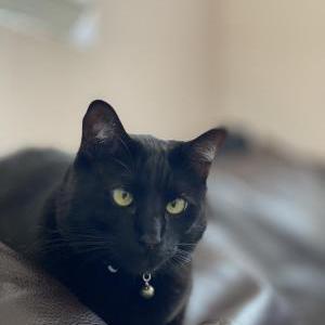 Lost Cat Lincoln