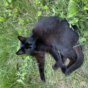 Lost Cat Ebby