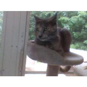 Image of Freya, Lost Cat