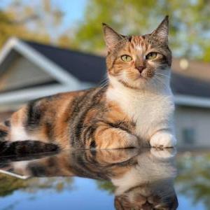 Lost Cat Finley