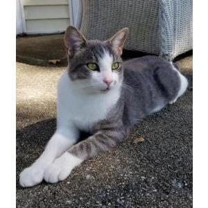 Lost Cat Asher