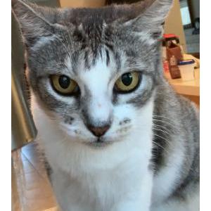 Lost Cat Madeline