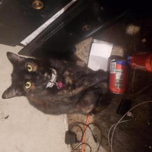 Lost Cat Cali