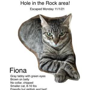 Lost Cat Fiona