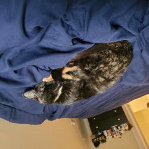 Lost Cat Vanilla Skye