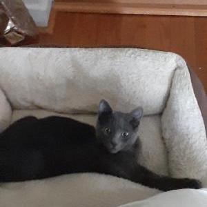 Image of moxie, Lost Cat
