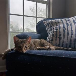 Lost Cat Remington