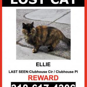 Lost Cat Ellie