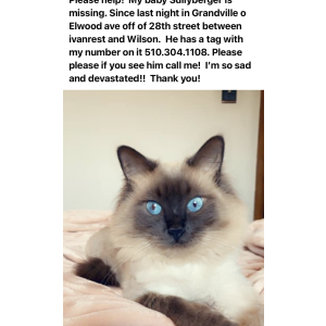 Lost Cat Sully