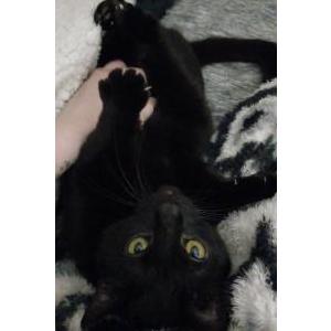 Lost Cat Elvyra