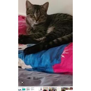 Image of Nora, Lost Cat