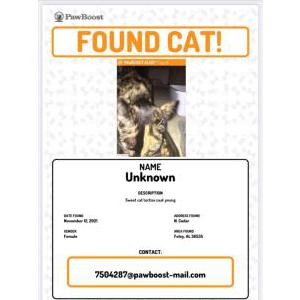 Found Cat Unkny