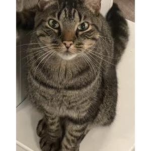 Lost Cat Captain / Cappy