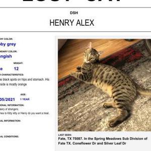 Lost Cat Henry
