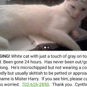 Lost Cat Mister Harry
