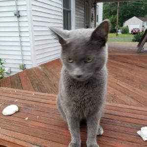 Image of UNKOWN maybeThumper, Lost Cat