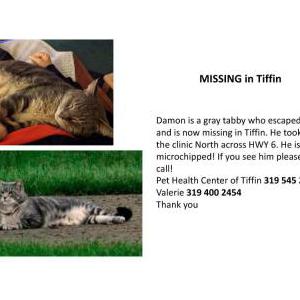 Lost Cat Damon