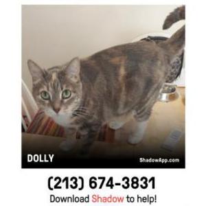 Lost Cat Dolly