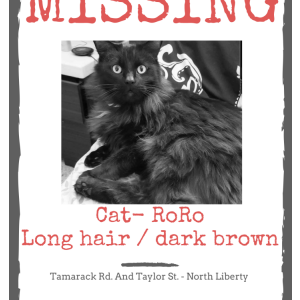 Lost Cat Roro