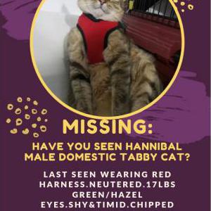 Lost Cat Hannibal