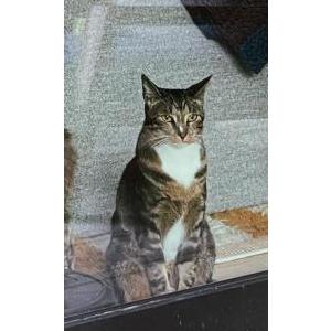 Image of Naza, Lost Cat