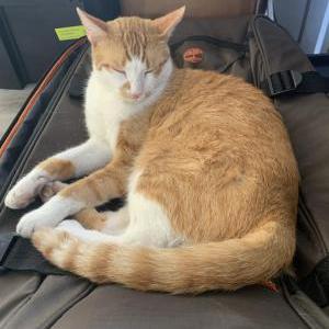 Lost Cat Katous