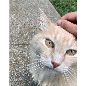 Lost Cat Nugget/Boogie