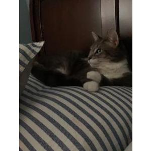 Image of Coors, Lost Cat