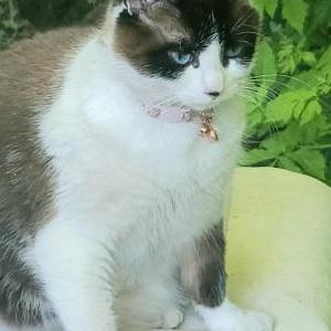 Image of Kiki, Lost Cat