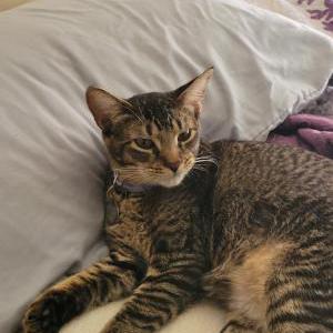 Lost Cat Jada