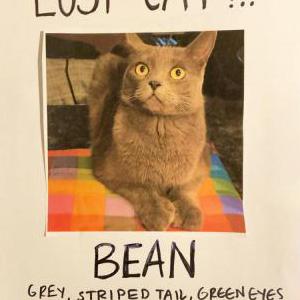 Lost Cat Bean