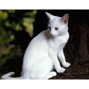 Lost Cats In BOTHELL, WA - Lost My Kitty