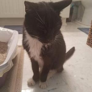 Found Cat Unknown
