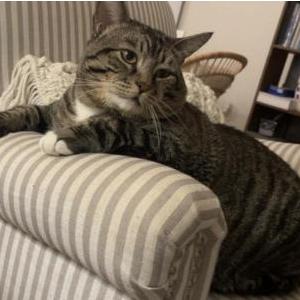 Lost Cat Julio