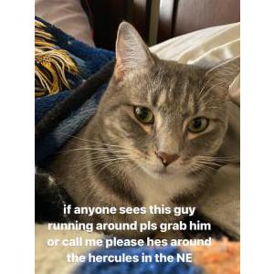 Lost Cat jimmy