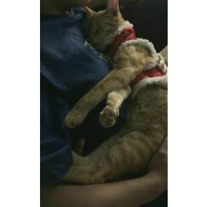 Image of NowNow, Lost Cat
