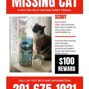 Lost Cat Scout