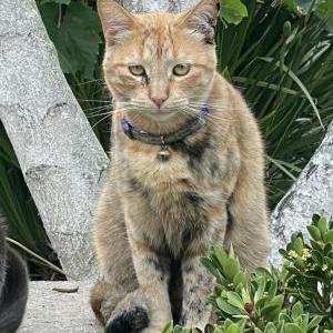 Lost Cat Gato