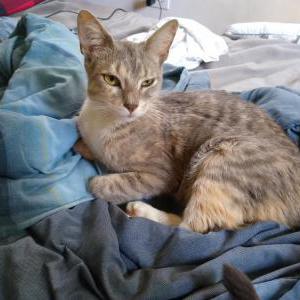 Image of Winry, Lost Cat