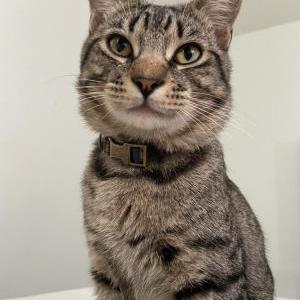 Lost Cat Benny